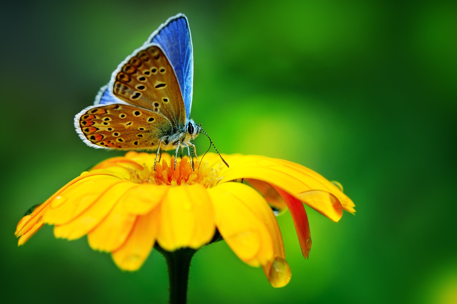 Animal Butterfly 4k Ultra HD Wallpaper