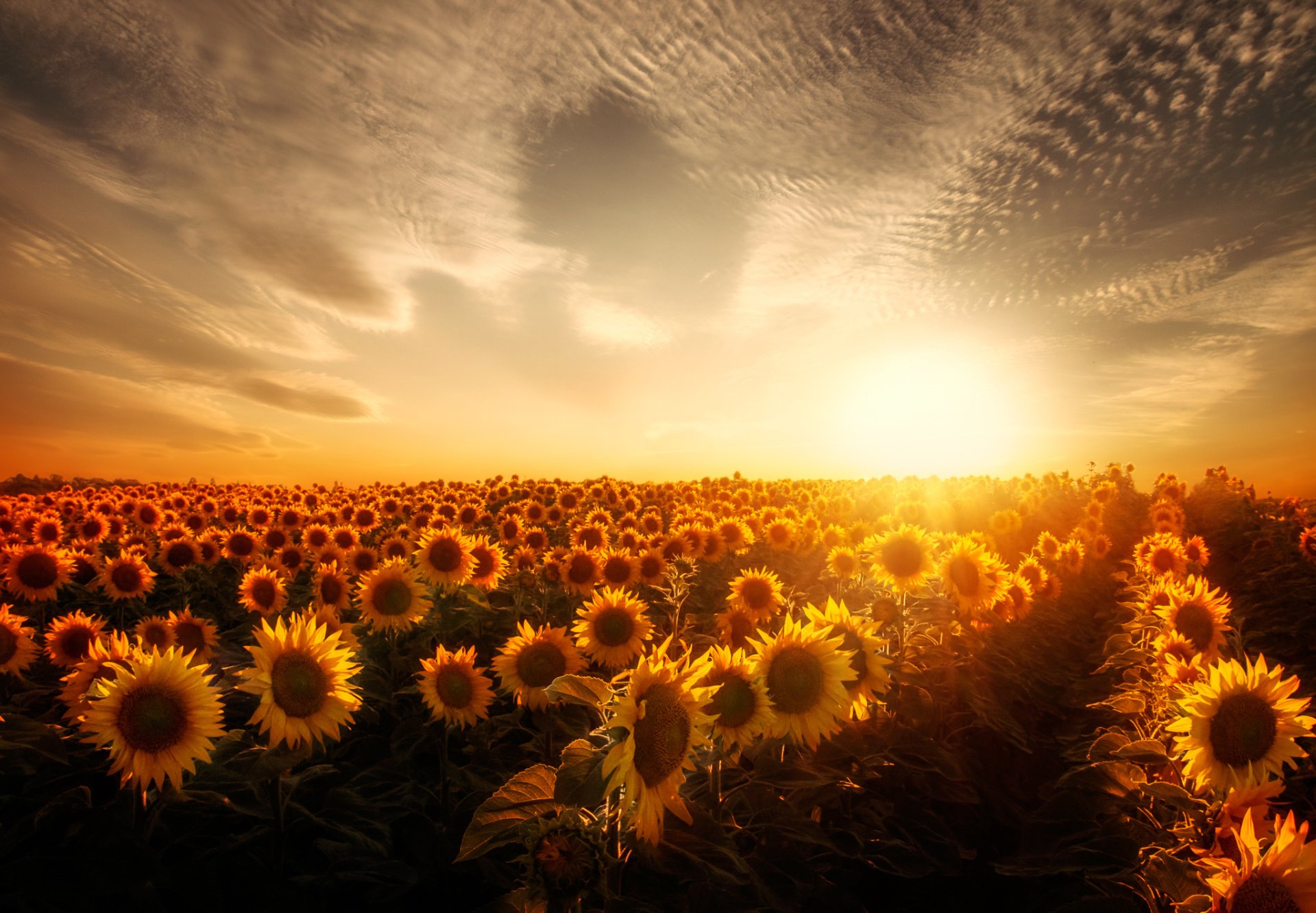 Sunflower Field Fondo De Pantalla Hd Fondo De Escritorio 2048x1421