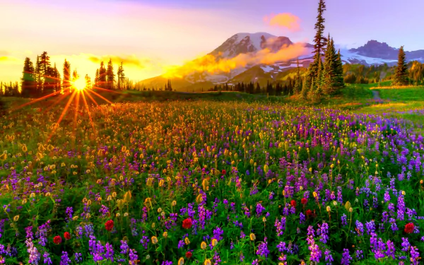 A vibrant field of wildflowers under a stunning sunset, framed by mountains and trees, captures the essence of spring and the beauty of nature in this HD landscape wallpaper.