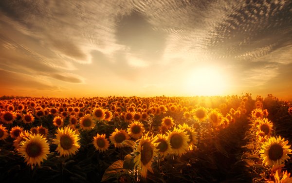 Earth Sunflower Flowers Flower Field Yellow Flower Sunny HD Wallpaper | Background Image