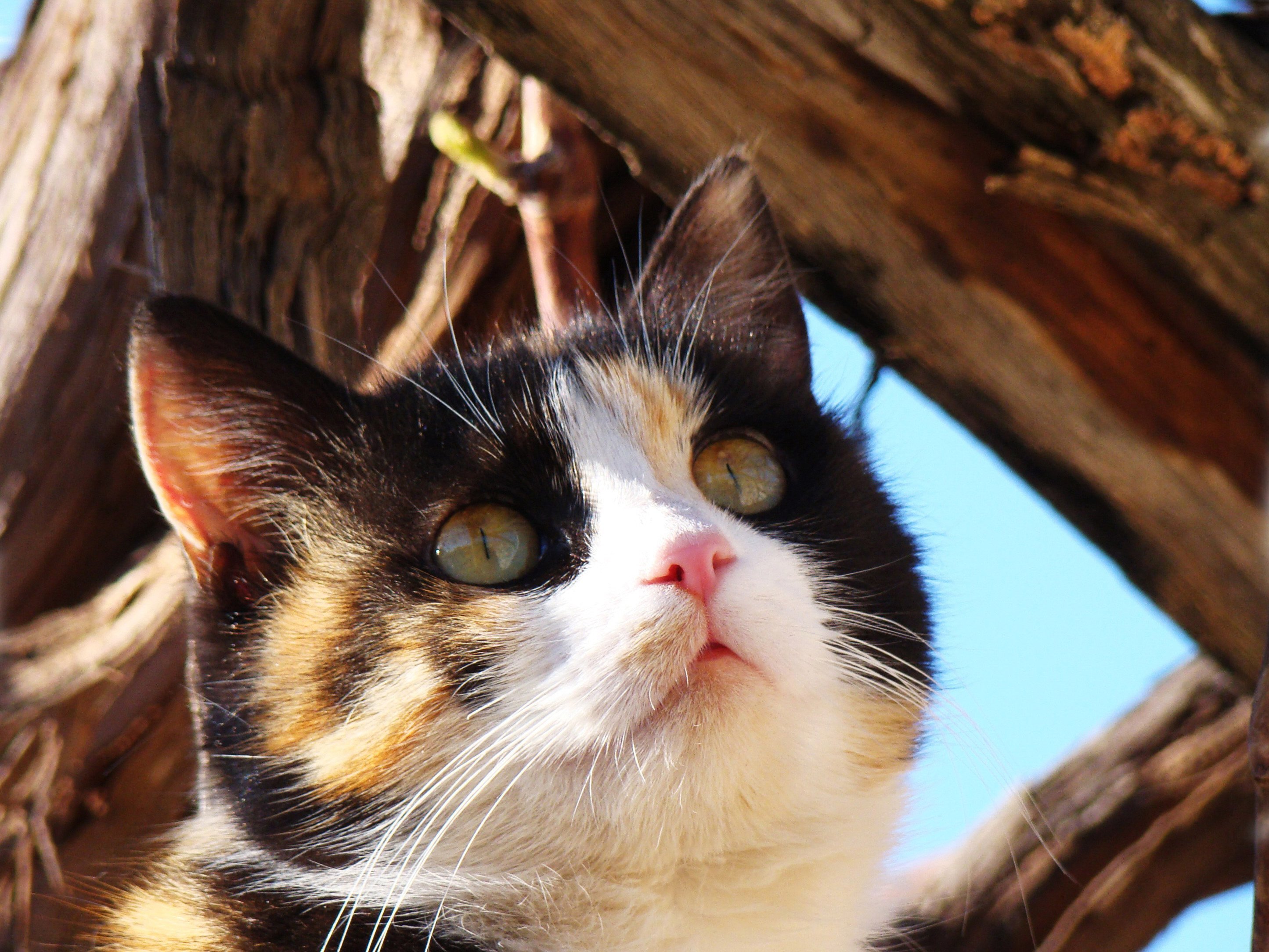  calico  cat  HD Wallpaper  Background Image 2890x2168 