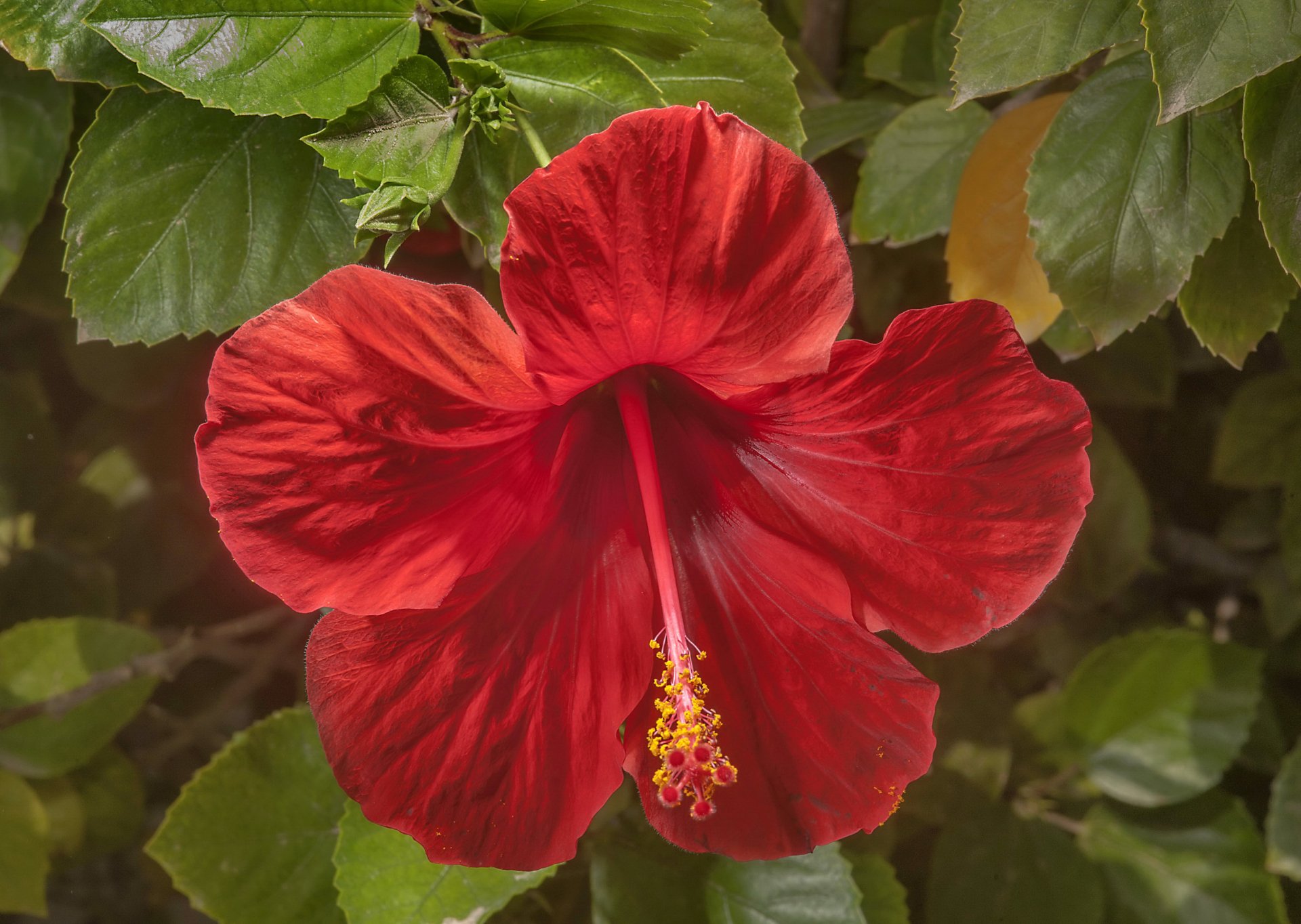 Download Red Flower Close-up Flower Nature Hibiscus HD Wallpaper