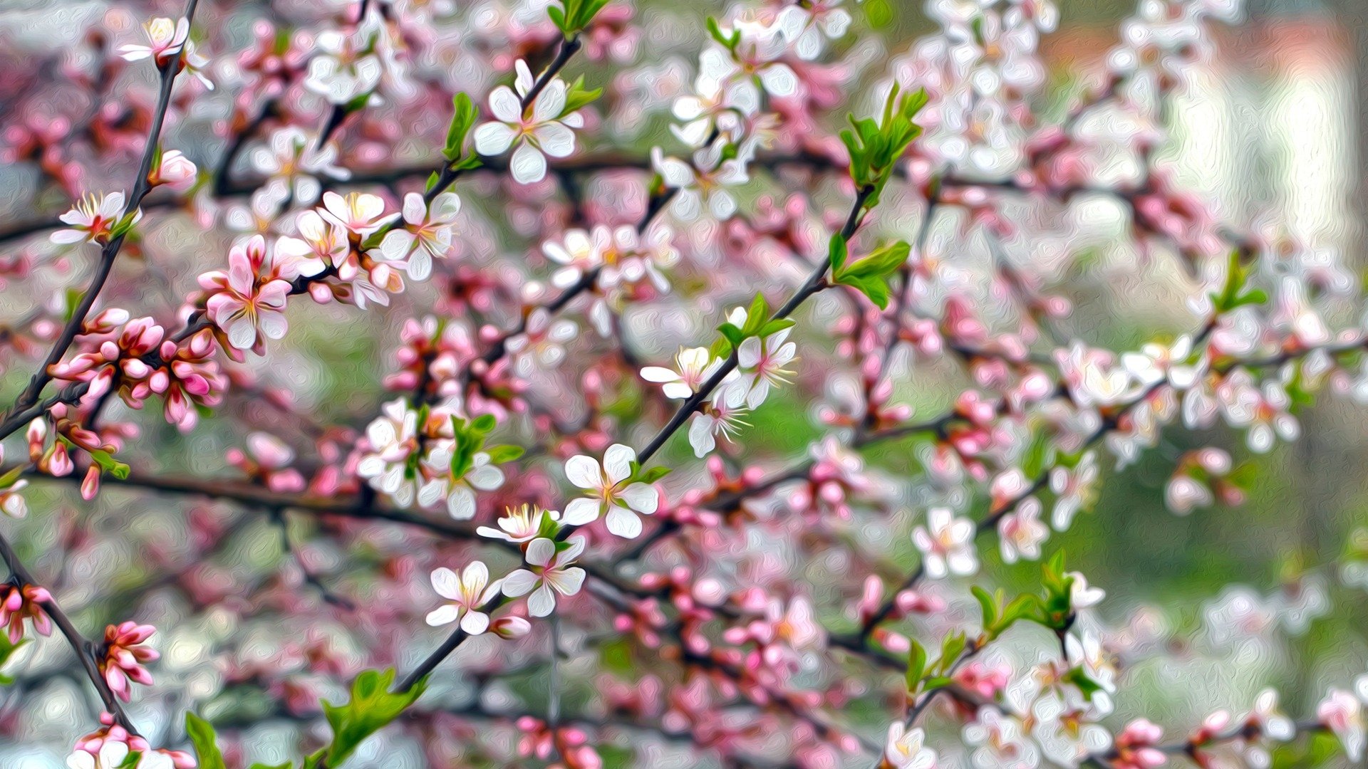 Apple Blossoms HD Wallpaper | Background Image | 1920x1080 | ID:698210