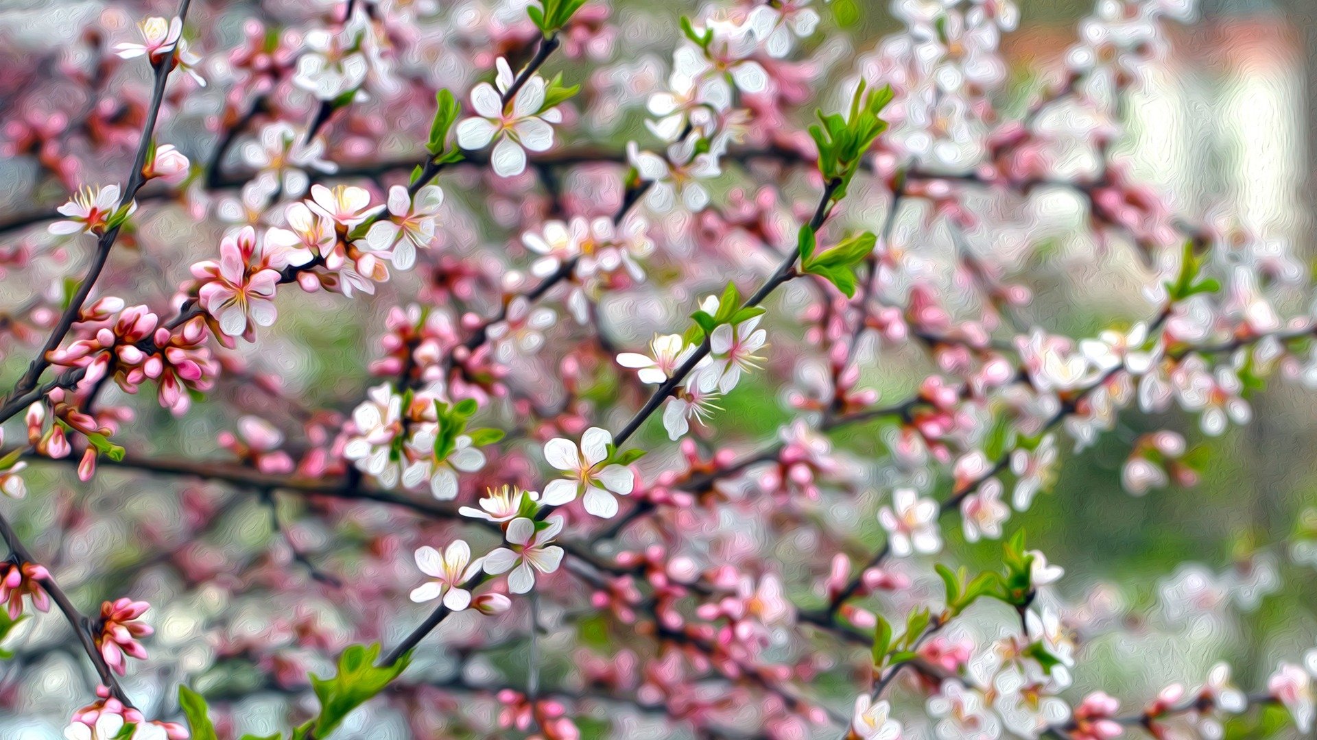 Apple Blossoms 高清壁纸 桌面背景 19x1080 Id 6910 Wallpaper Abyss