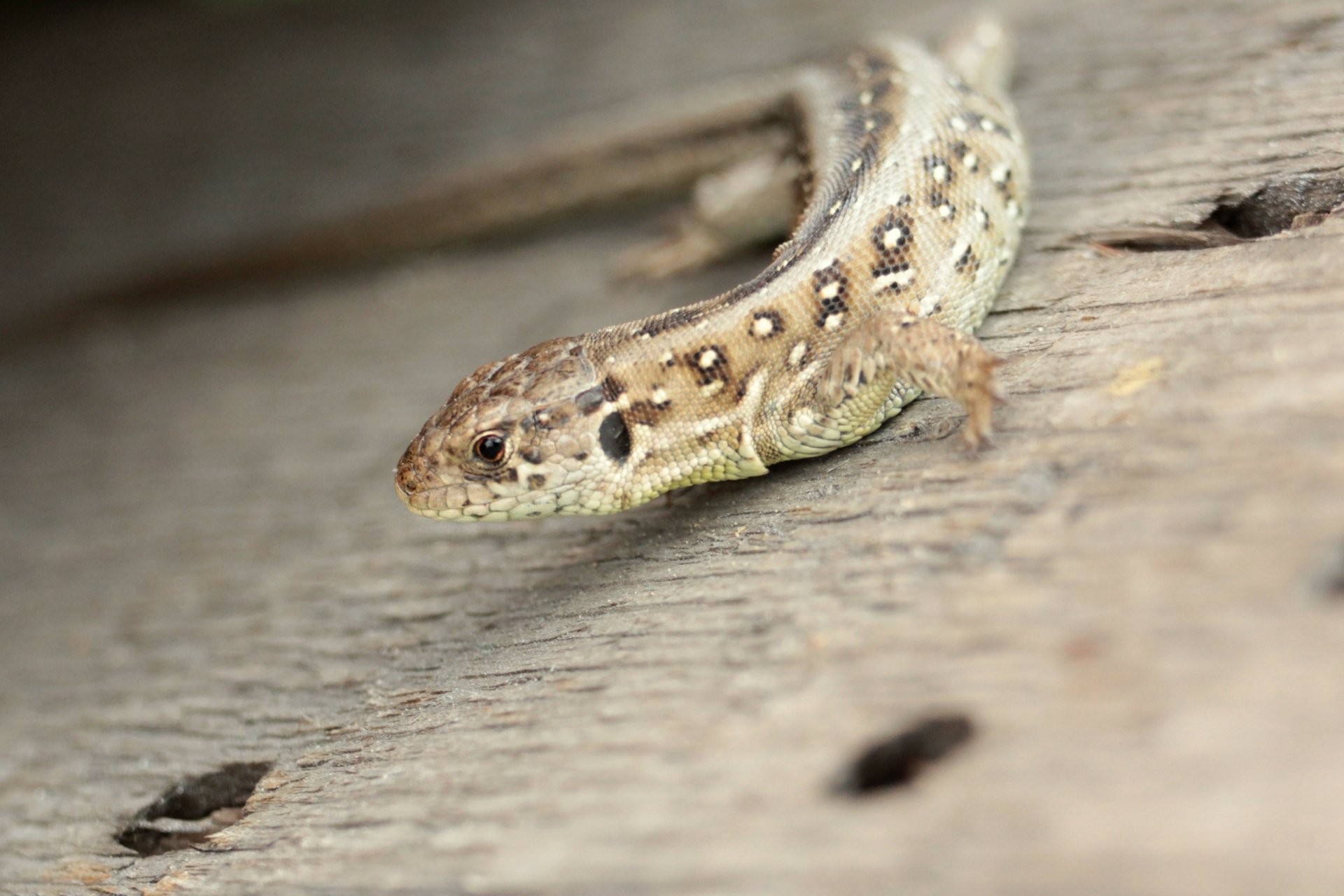 Download Reptile Macro Animal Lizard 4k Ultra HD Wallpaper