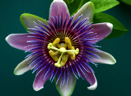 close-up flower nature passion flower HD Desktop Wallpaper | Background Image