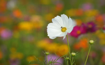 white flower nature flower HD Desktop Wallpaper | Background Image