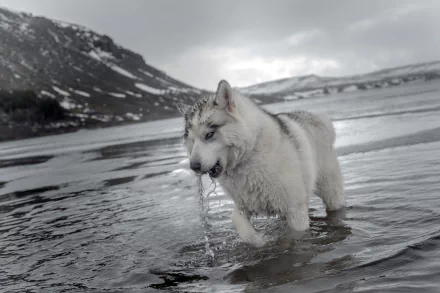 A husky dog standing in shallow water by a snowy mountain, captured in an HD desktop wallpaper showcasing nature and animal beauty.
