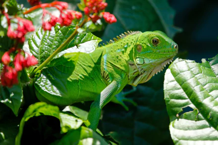  Green Iguana in a bush by Salao228