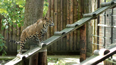  A jaguar in zoo by AdinaVoicu