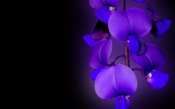 Earth Orchid Flowers Flower Close-Up Purple Flower HD Wallpaper | Background Image