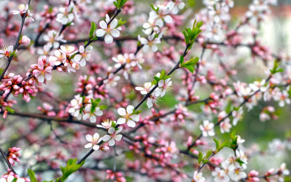  Apple Blossoms