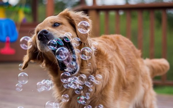 Animal Golden Retriever Dogs Dog Bubble Funny Close-Up HD Wallpaper | Background Image