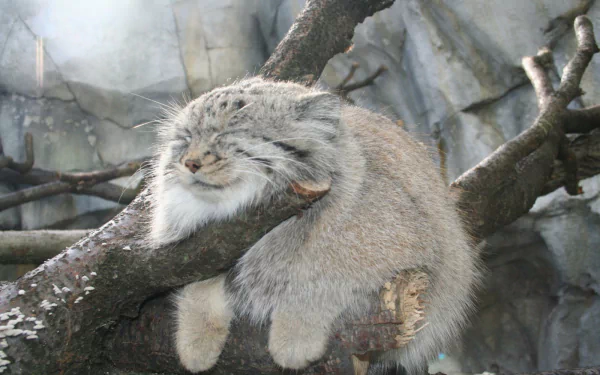  The perfect spot for a Palla's cat