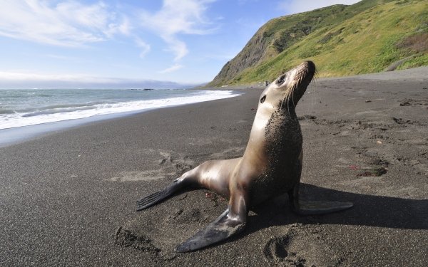 Animal Seal Seals Beach Coastline HD Wallpaper | Background Image