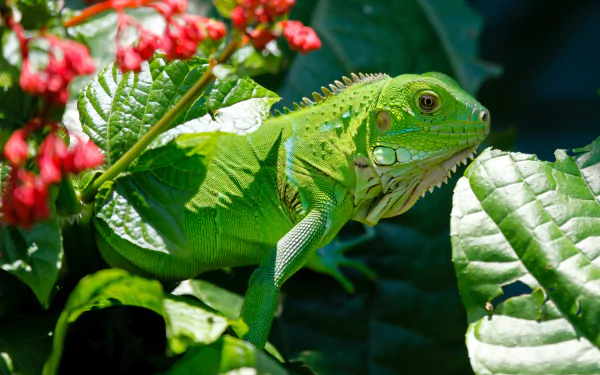  Green Iguana in a bush by Salao228