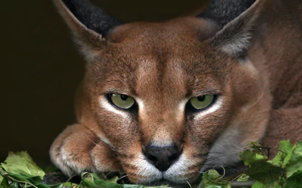 Close-up HD PC desktop wallpaper of a caracal's intense face with piercing green eyes resting among green leaves.