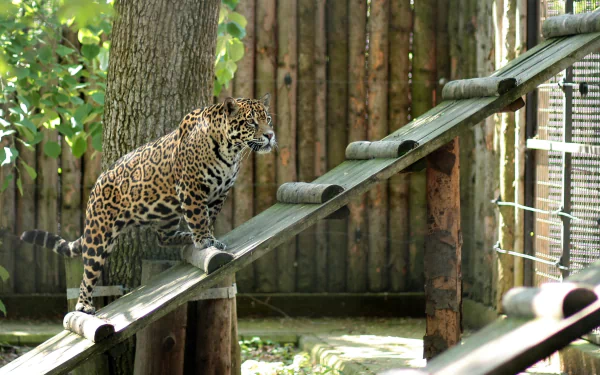  A jaguar in zoo by AdinaVoicu