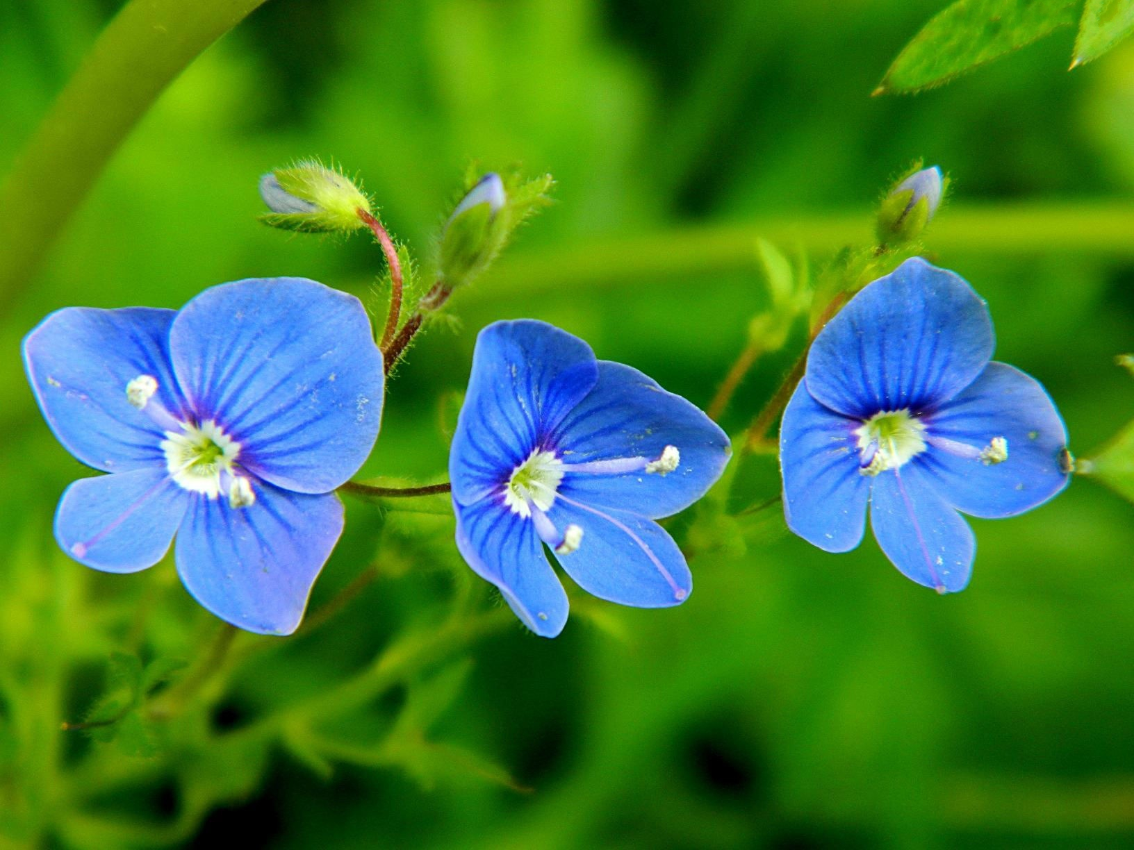 Download Plant Green Blue Flower Nature Flower Wallpaper