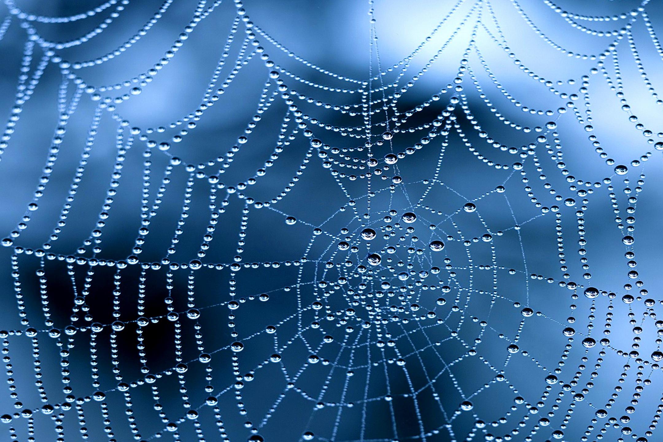 spider web wallpaper dew