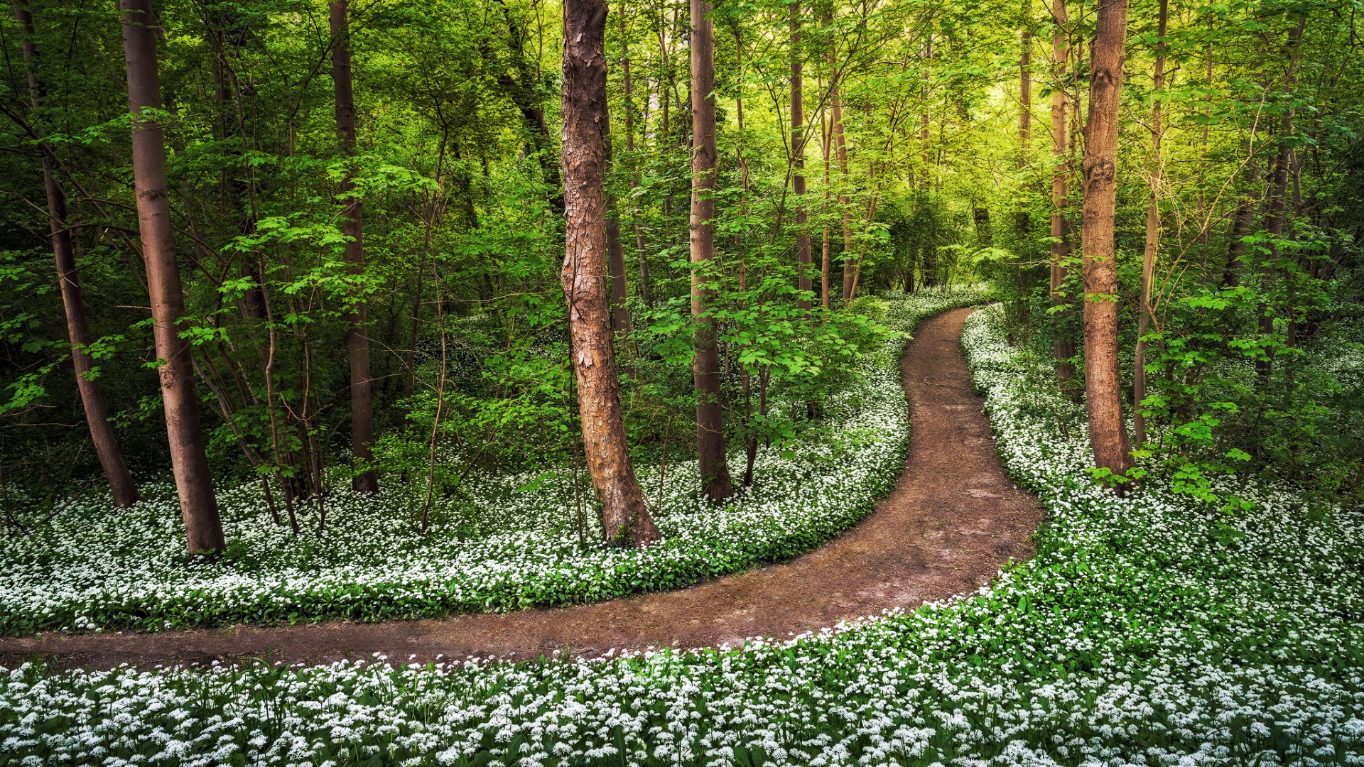 Path in Spring Forest HD Wallpaper Background Image 