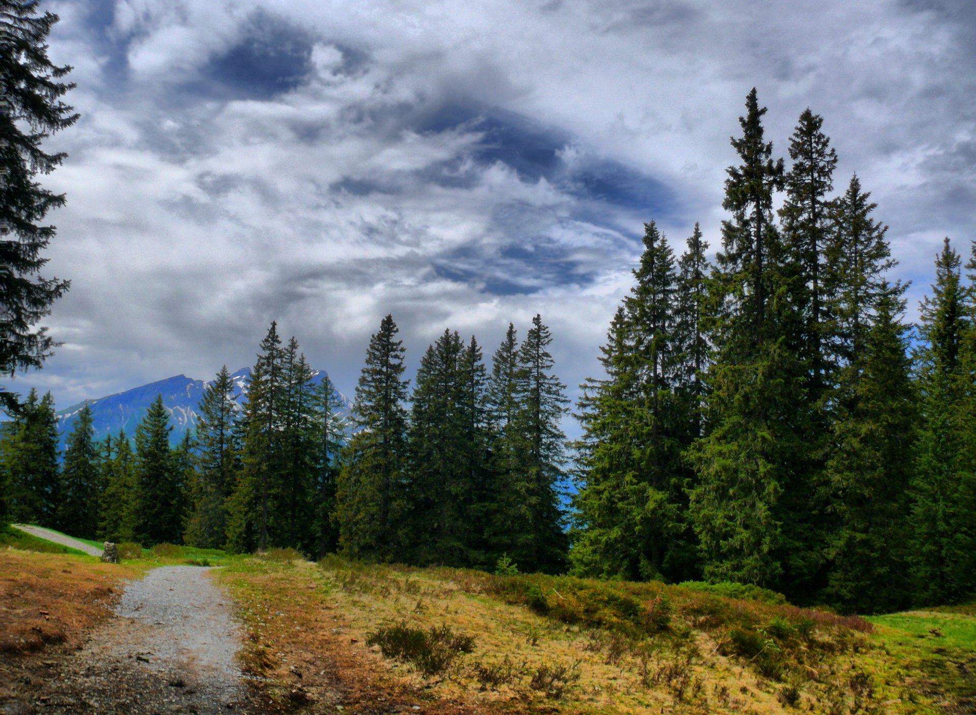 Mountain Trees