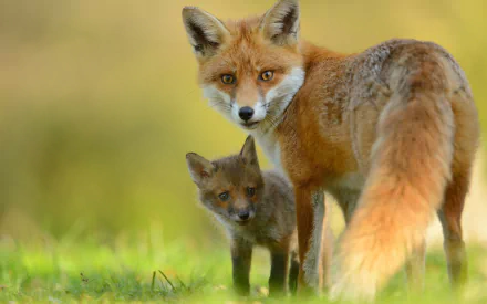 A red fox and its baby stand in a grassy field, showcasing their vibrant fur and curious expressions. This heartwarming scene captures the beauty of wildlife.