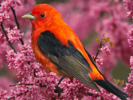  Scarlet Tanager