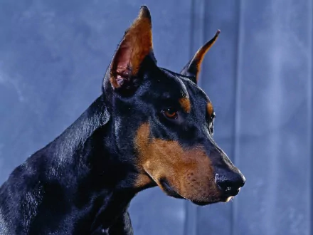 Close-up of a Doberman Pinscher's face, showcasing its sleek coat and attentive expression against a blurred background. High-definition image suited for desktop wallpaper.
