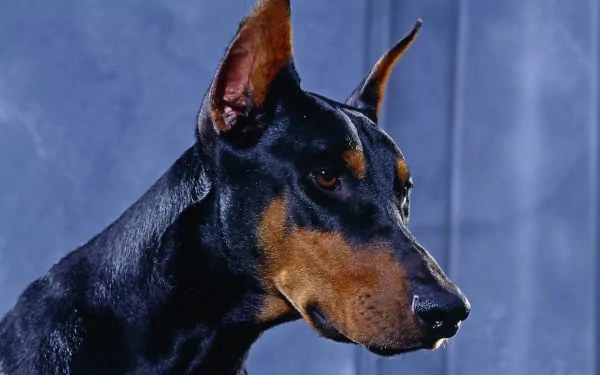 Close-up of a Doberman Pinscher's face, showcasing its sleek coat and attentive expression against a blurred background. High-definition image suited for desktop wallpaper.