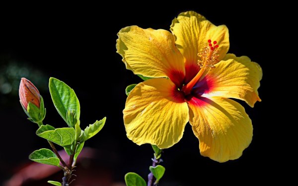 Earth Hibiscus Flowers Flower Close-Up Yellow Flower HD Wallpaper | Background Image