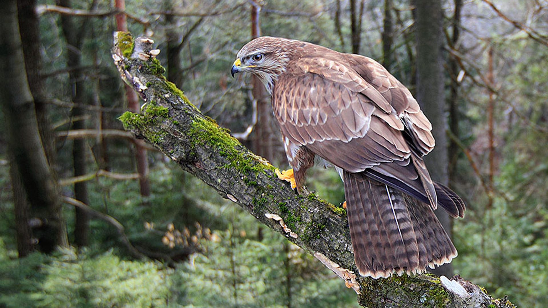 Hawk HD Wallpaper | Background Image | 1920x1080