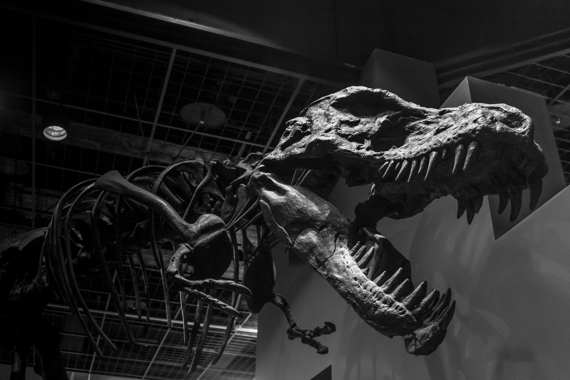 A striking black and white image of a Tyrannosaurus Rex skeleton displayed in a museum, capturing the grandeur of this prehistoric animal in dramatic monochrome detail.