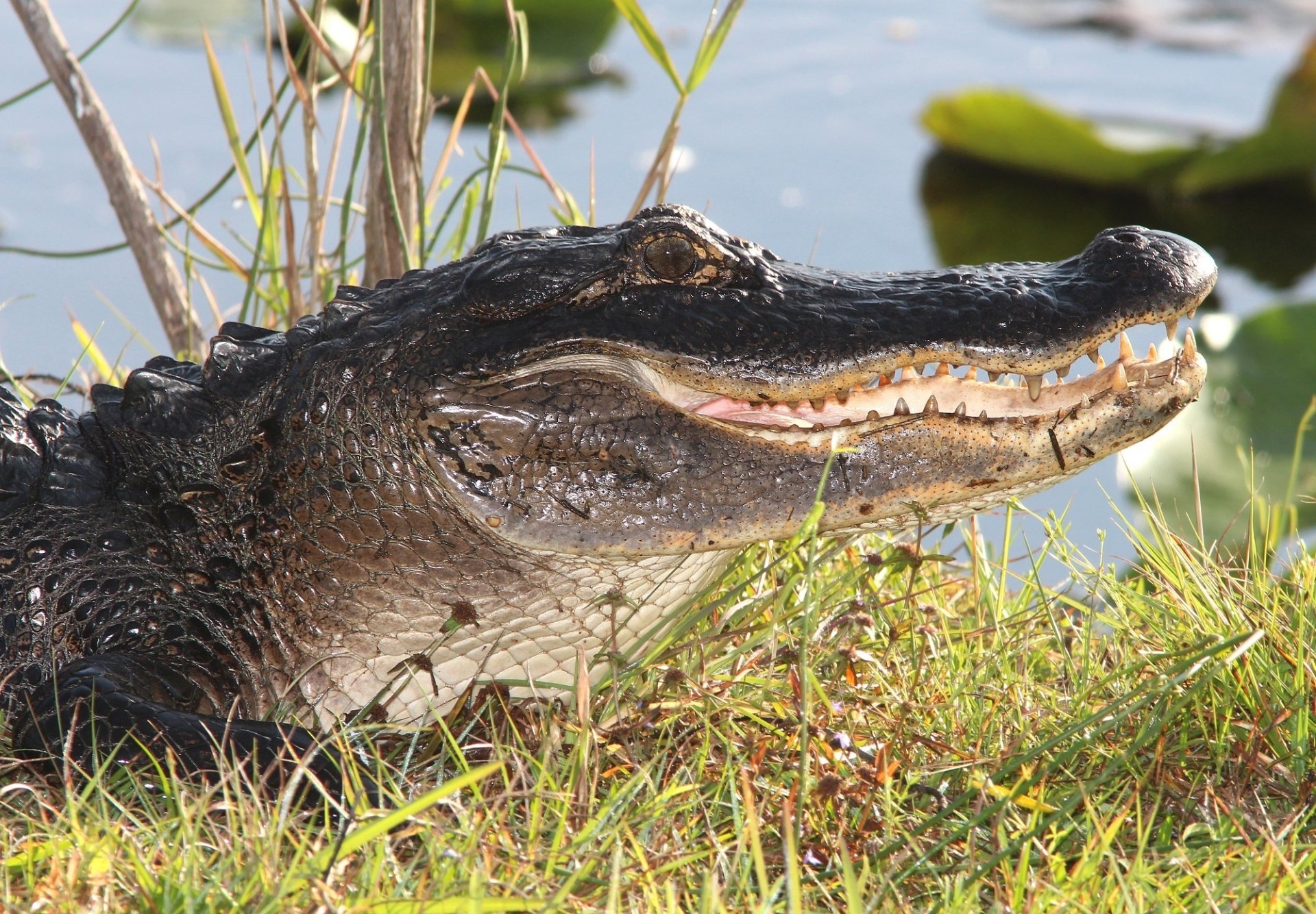 Download Close-up Head Reptile Animal Alligator HD Wallpaper by skeeze