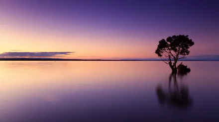 A serene 4K Ultra HD wallpaper of a lone tree reflected in calm water at sunset, capturing the peaceful evening horizon and natural beauty.
