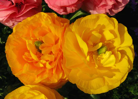  Yellow Ranunculus
