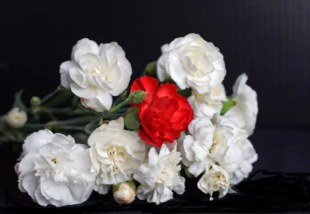 nature carnation HD Desktop Wallpaper | Background Image