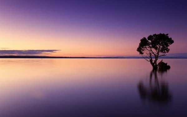 Earth Sunset Tree Lonely Tree Reflection Horizon Water Evening HD Wallpaper | Background Image