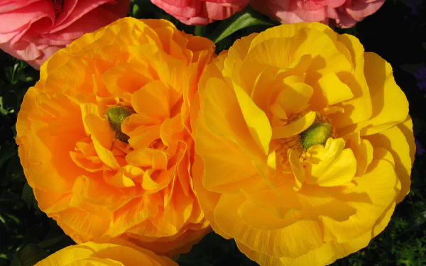  Yellow Ranunculus