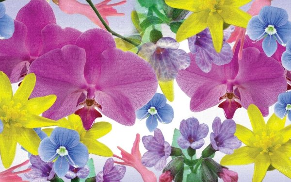 Artistic Flower Flowers Colors Colorful Orchid HD Wallpaper | Background Image