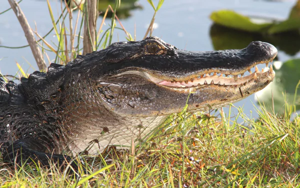 Close-up of an alligator's head resting on grass near water, showcasing detailed reptile features in a high-definition desktop wallpaper.