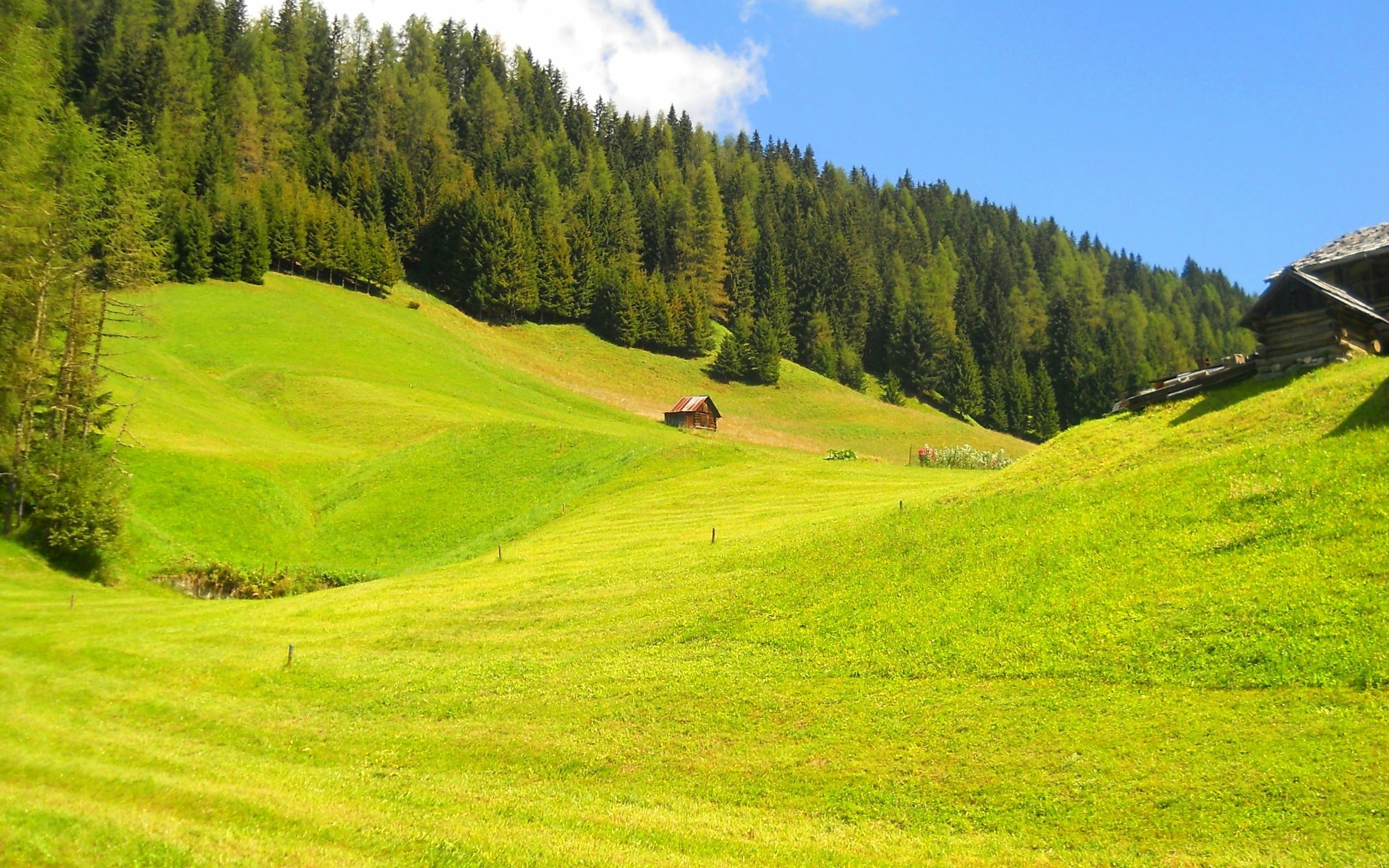 Download Tree Forest Photography Landscape HD Wallpaper | 1920x1200 ...