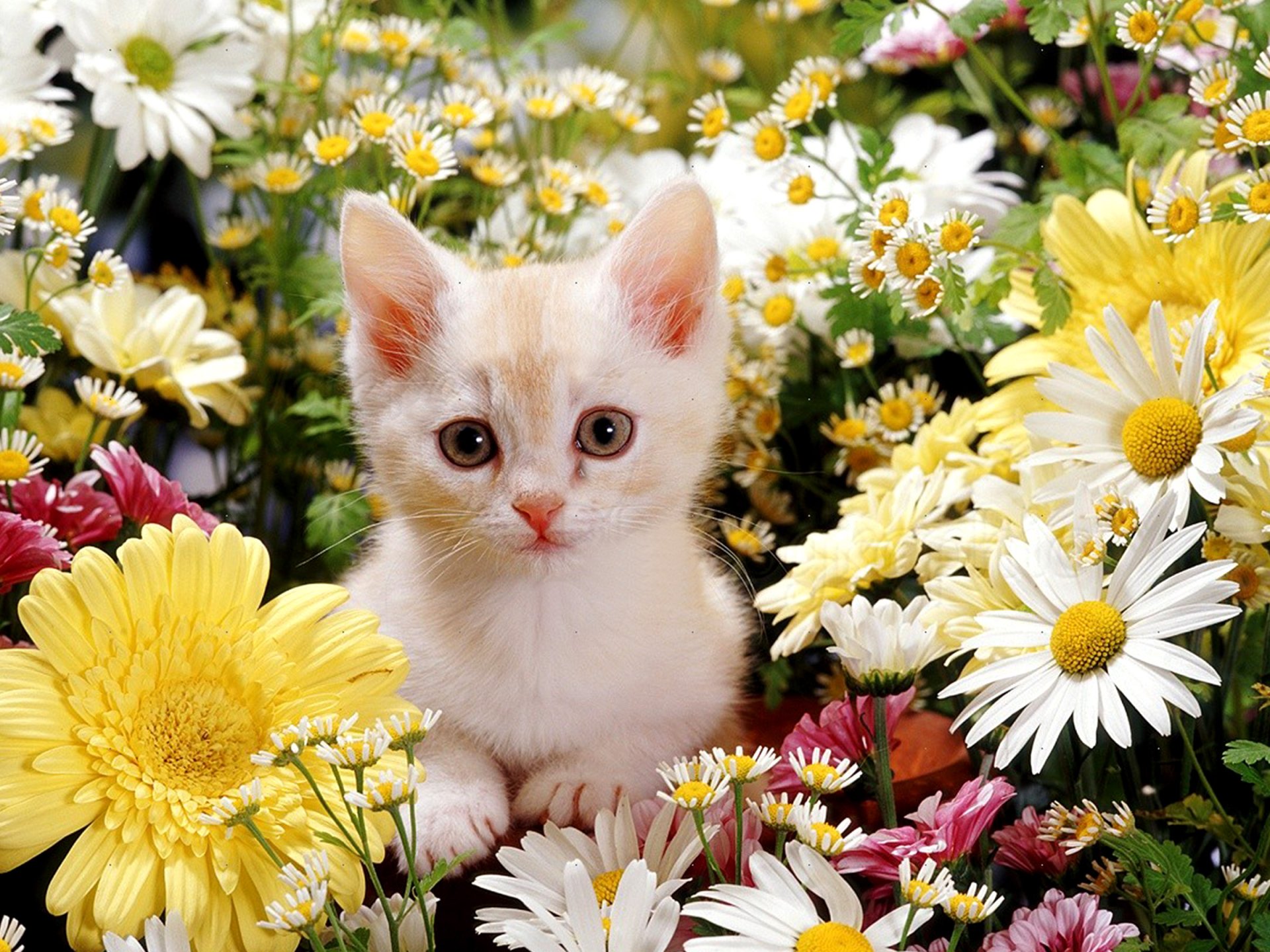 HD PC desktop wallpaper featuring a white and orange kitten nestled among vibrant daisies and yellow flowers, creating a bright and cheerful animal scene.