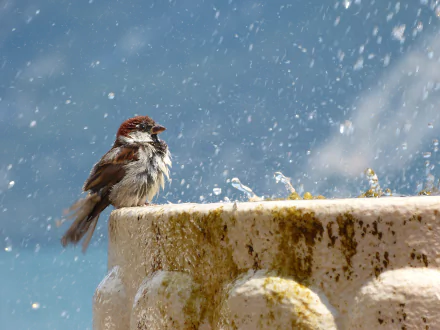  A sparrow cooling down in a fountain by Manuel_Colaco