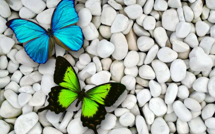 Two artistic butterflies, one blue and one green, rest on a bed of smooth white stone pebbles, creating a vibrant HD desktop wallpaper background.