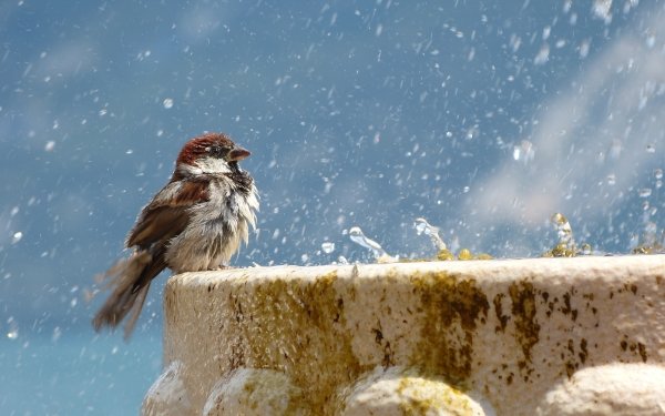 Animal Sparrow Birds Passerines Fountain Water Drop Bird HD Wallpaper | Background Image
