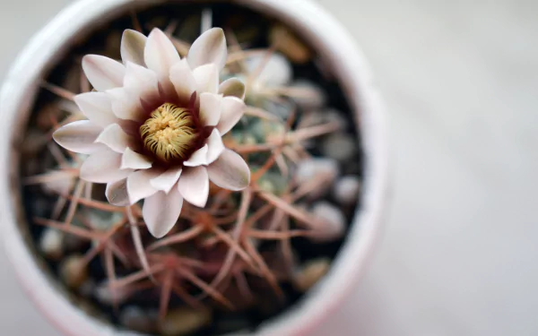 thorns flower nature cactus HD Desktop Wallpaper | Background Image