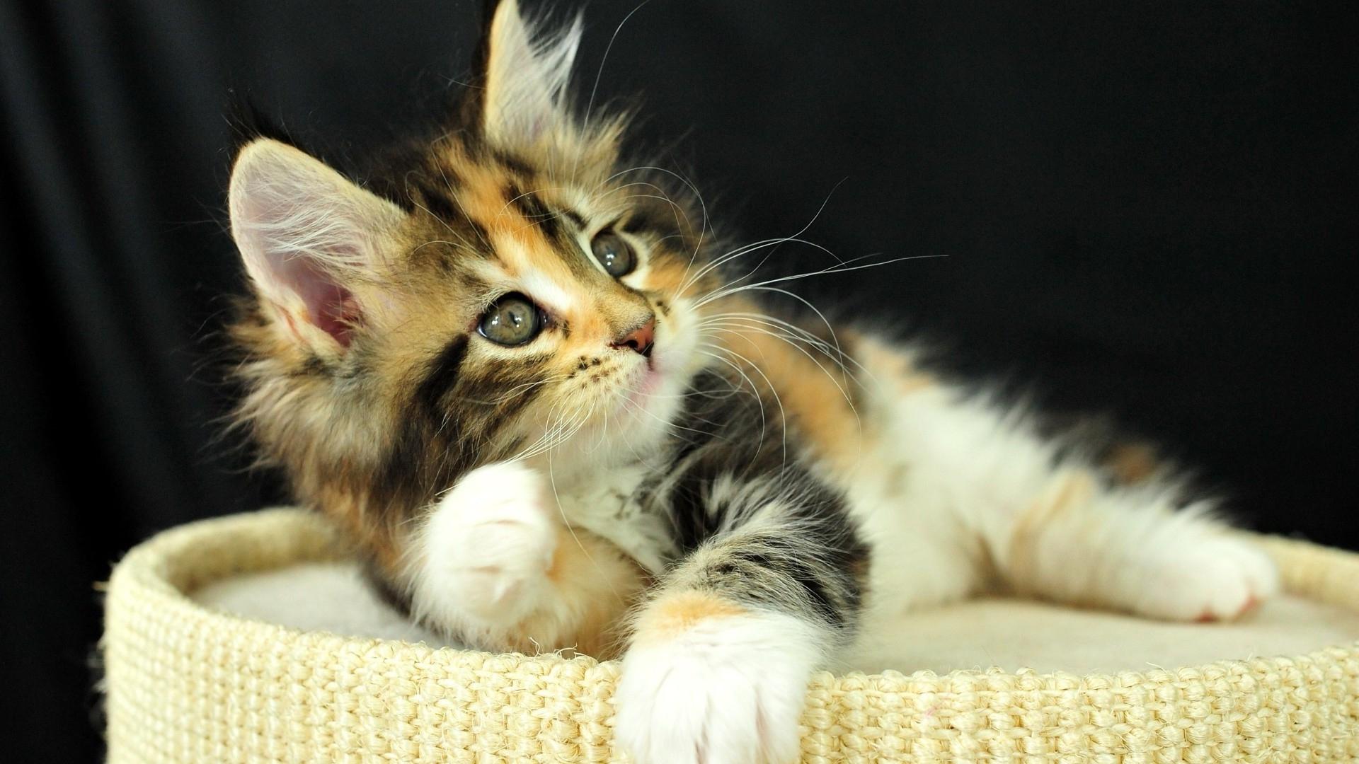 Cute Kitten HD Wallpaper | Background Image | 1920x1080 | ID:702176