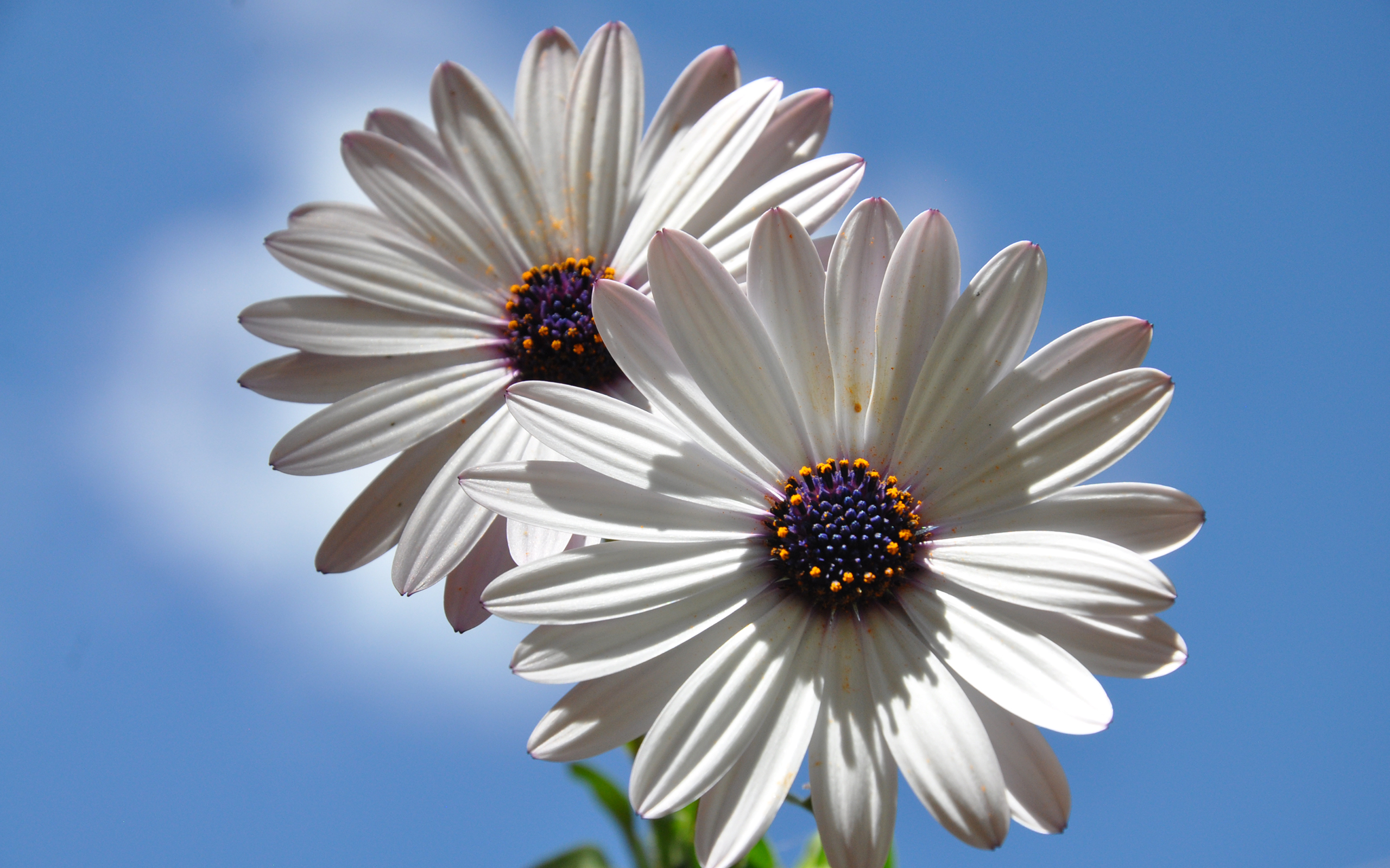 Nature African Daisy HD Wallpaper | Background Image