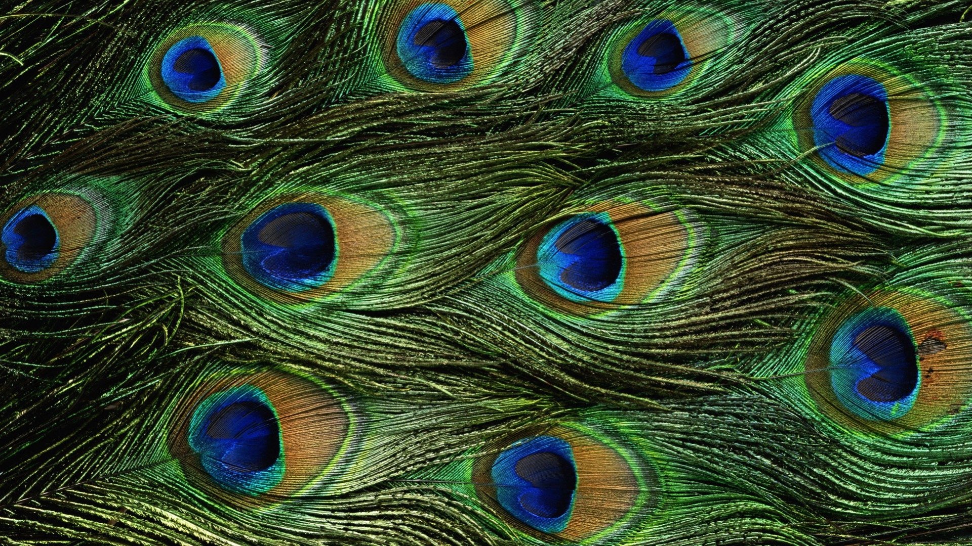 Peacock Feathers 1920x1080